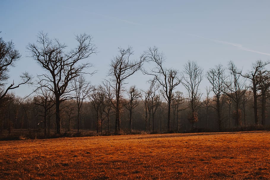 bare trees during daytime, plant, land, sky, tranquility, field HD wallpaper