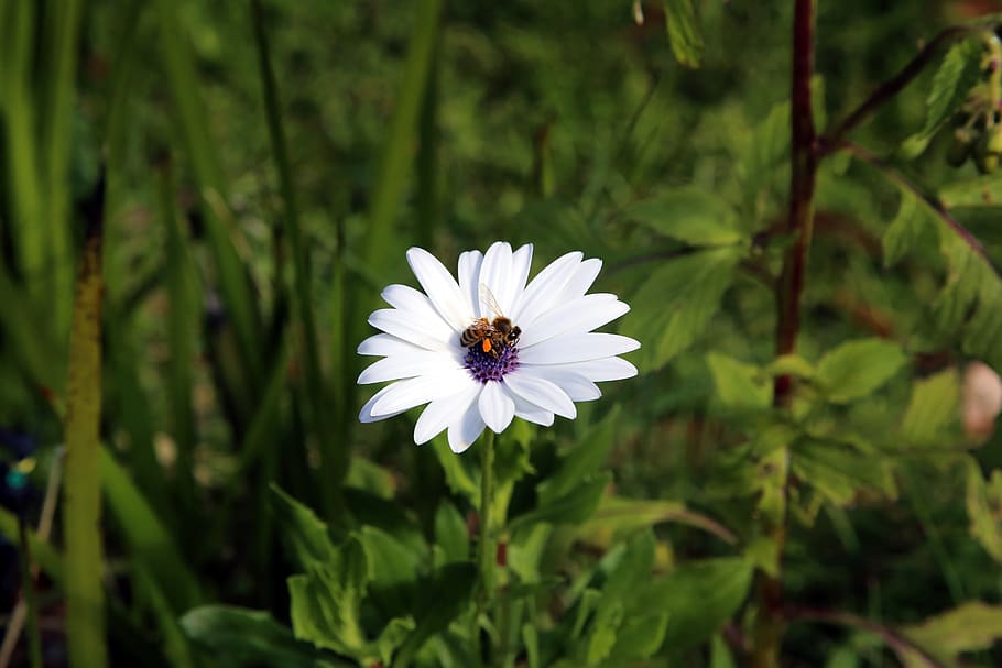 nature, bee, flower, insects, beauty, natural, forest, flowering plant HD wallpaper