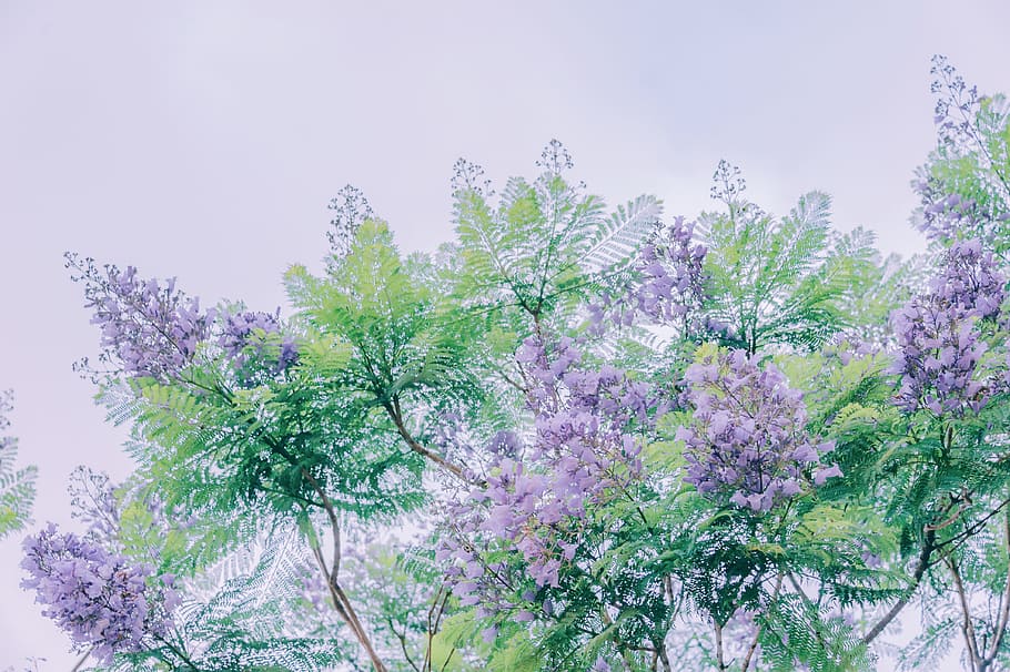 Painting of Purple Crepe Myrtle Trees, art, beautiful, bloom, HD wallpaper