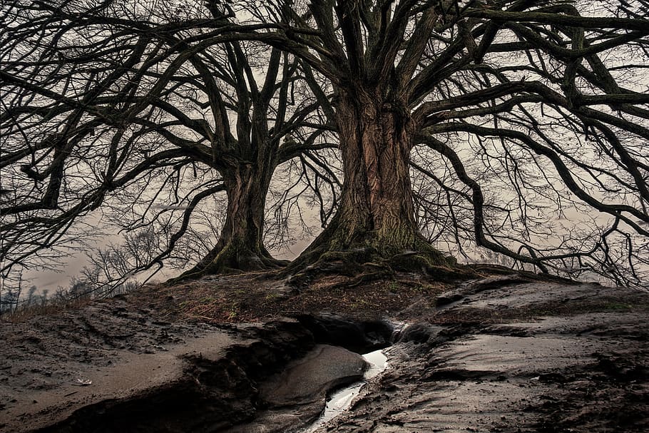 trees, nature, landscape, haze, mood, woods, atmospheric, plant HD wallpaper