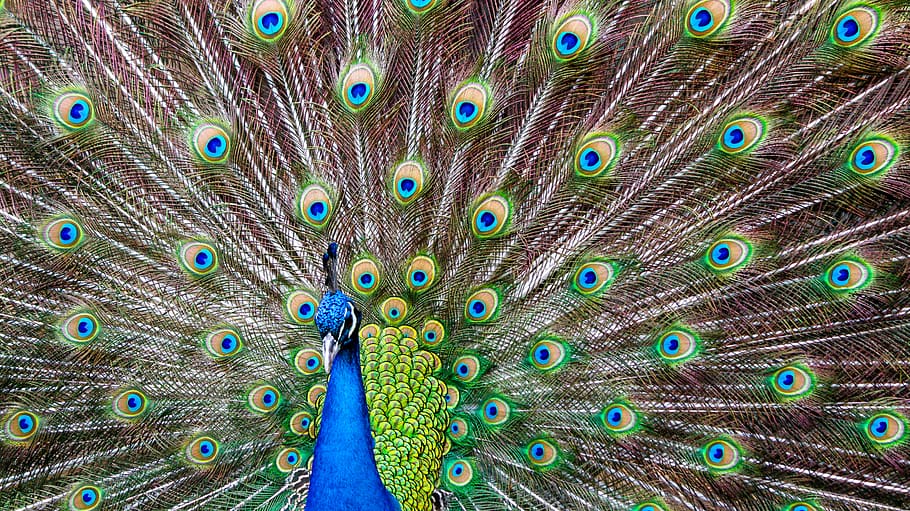 blue peacock, animal, bird, mexico, dolores olmedo museum, mexico city HD wallpaper