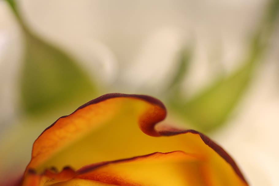 rose, leaf, blossom, bloom, flower, plant, love, petals, romantic HD wallpaper