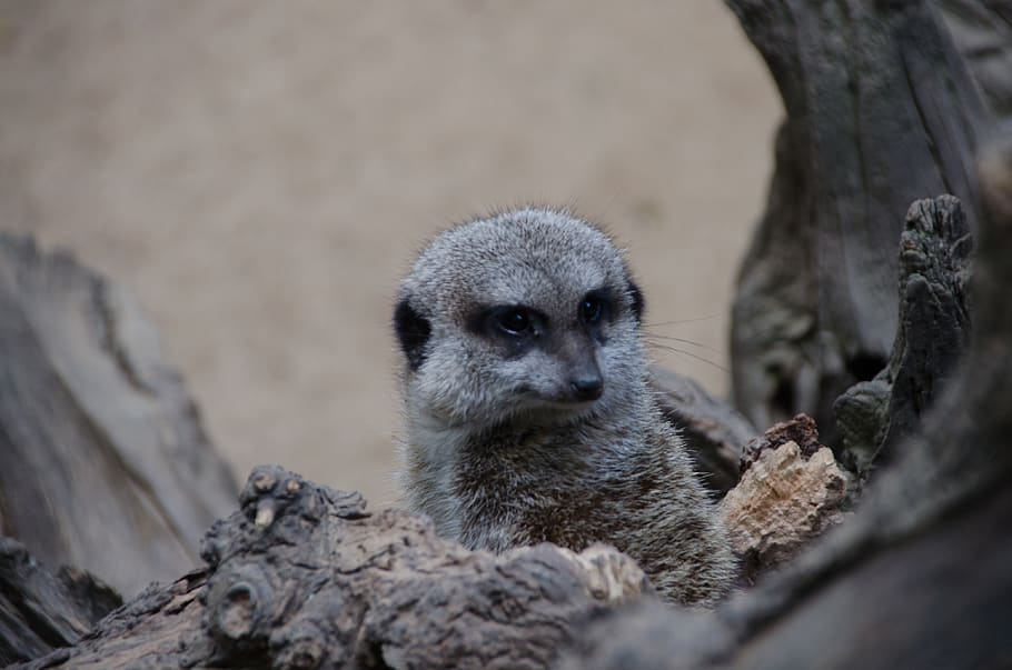 zoo, animals, meerkat, animal wildlife, animals in the wild HD wallpaper