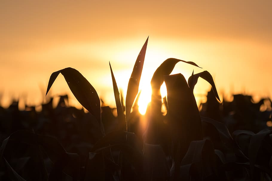 sun shining on plants, silhouette, sunlight, leaf, farm, organic HD wallpaper