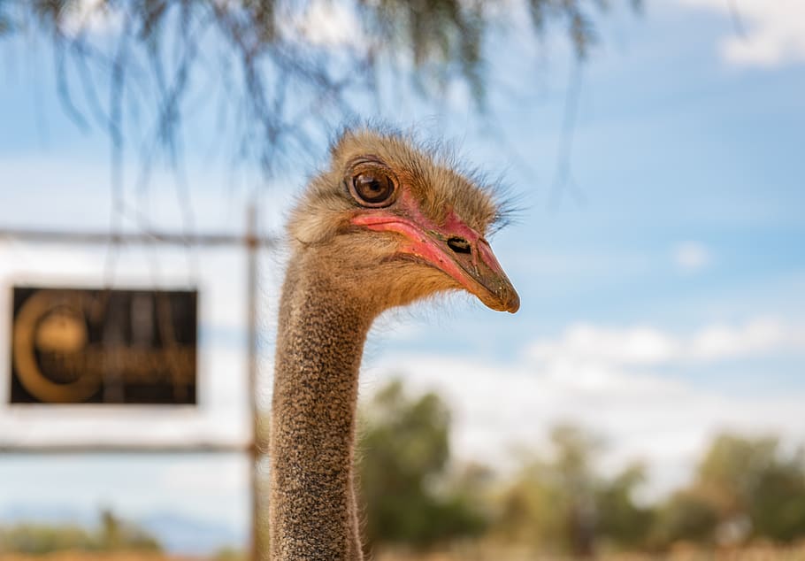 bouquet, flightless bird, head, close-up, sky, africa, nature HD wallpaper