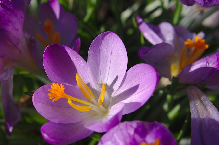 flower, purple, macro, bloom, nature, violet, spring, botany HD wallpaper
