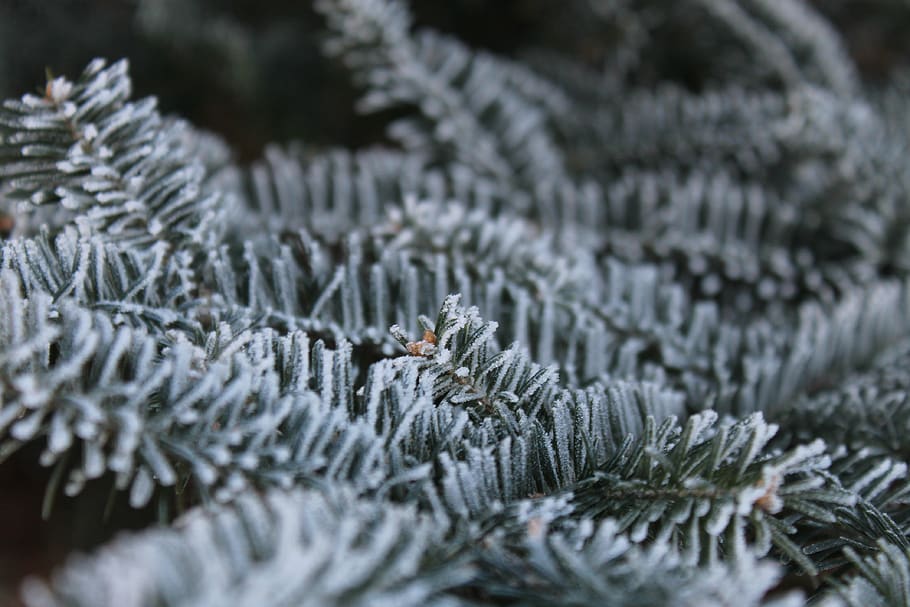 green-leafed plant, ice, nature, outdoors, tree, snow, frost HD wallpaper