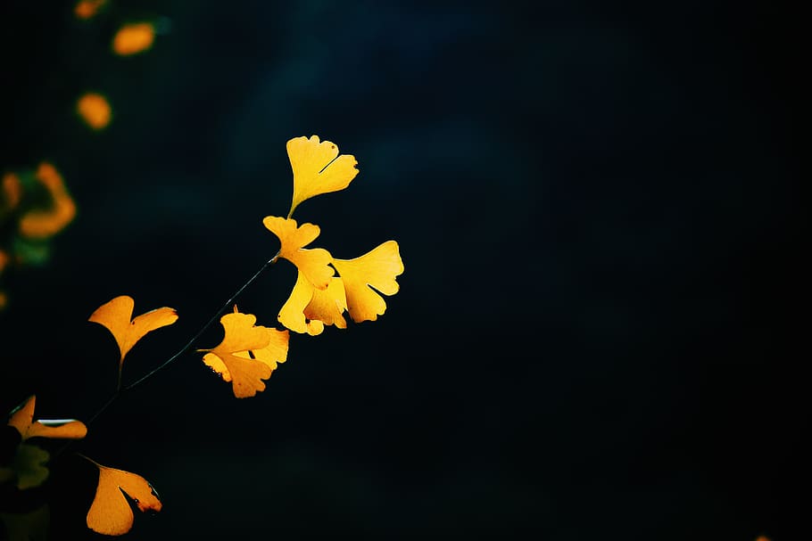 yellow petaled flower, plant, leaf, blossom, tree, flying, bird HD wallpaper