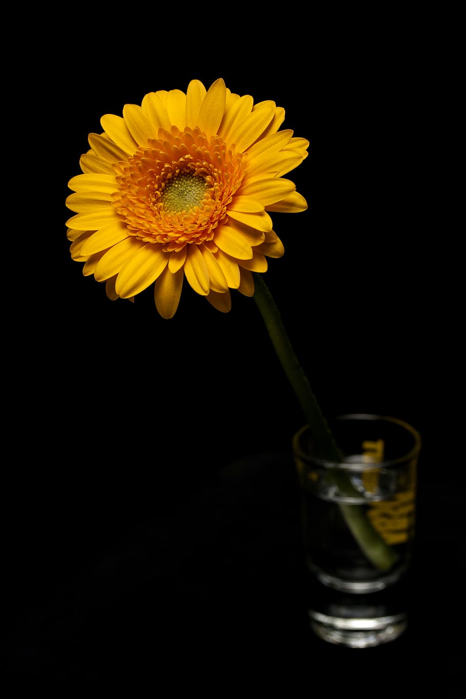 Yellow Flower in Vase, black background, blooming, bright, close-up HD wallpaper