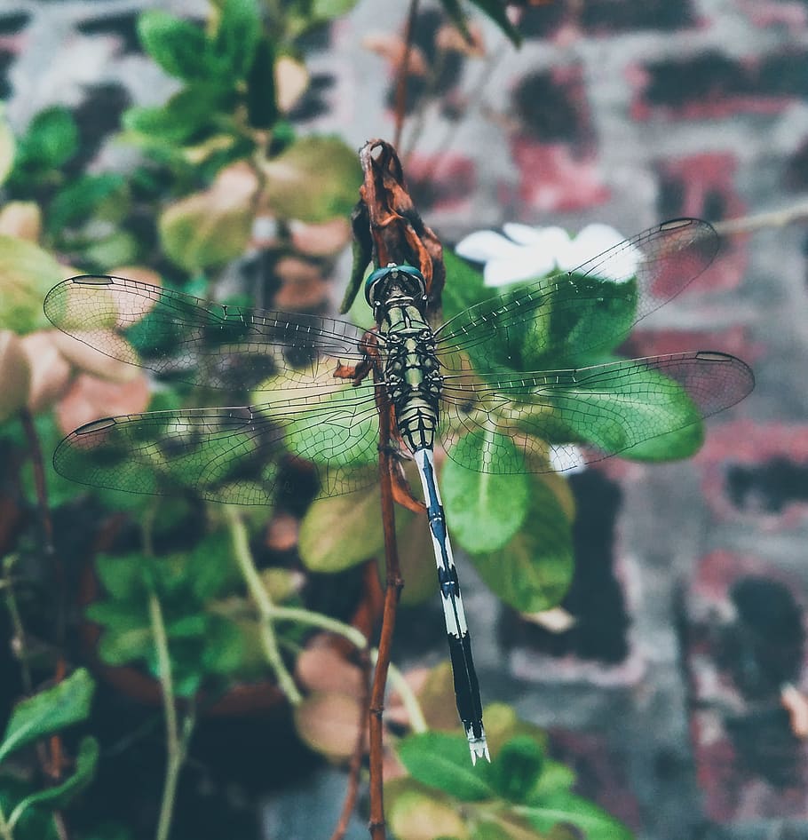 Dragonfly Perching On Plant, bug, close-up, insect, little, macro HD wallpaper
