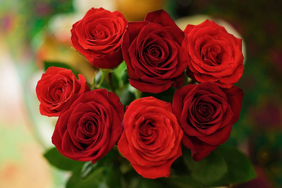 roses, scarlet, red, macro, flower, rose - flower, flowering plant, HD wallpaper