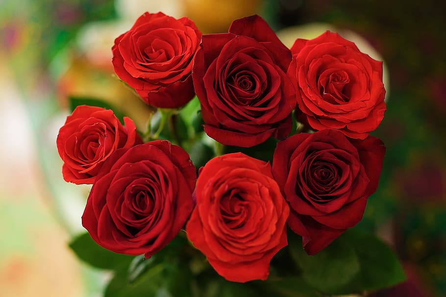 roses, scarlet, red, macro, flower, rose - flower, flowering plant HD wallpaper