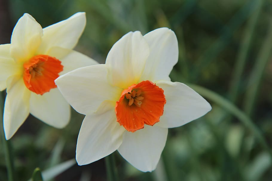 narcissus, spring, daffodil, flowers, flowering, flowering plant HD wallpaper
