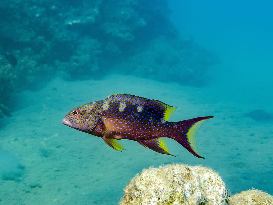 fish, perch, water, underwater, sea, cichlid, predatory fish HD wallpaper