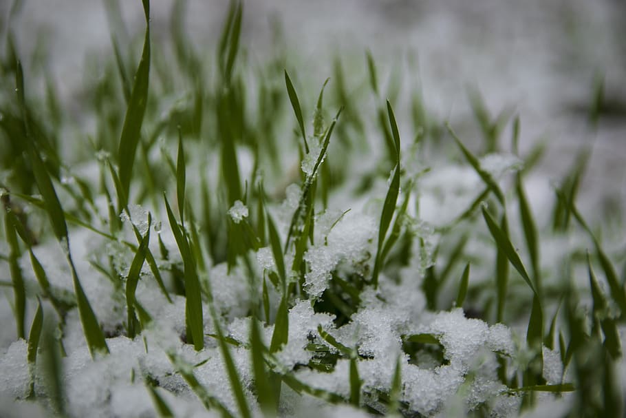 grass, snow, meadow, nature, winter, cold temperature, plant HD wallpaper