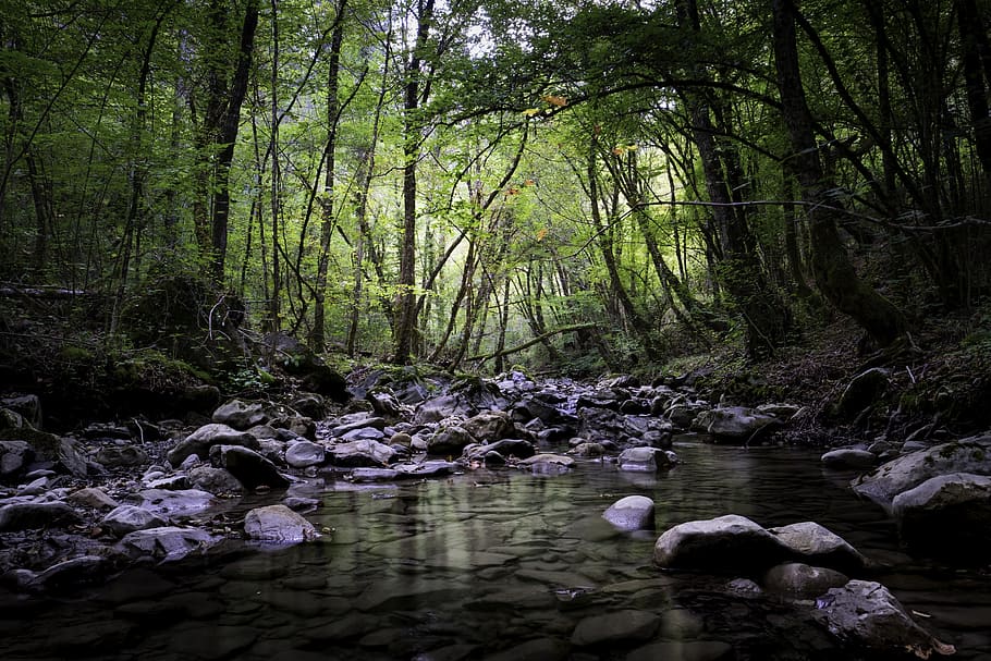 stream, torrent, water, landscape, nature, jungle, forest, trees HD wallpaper