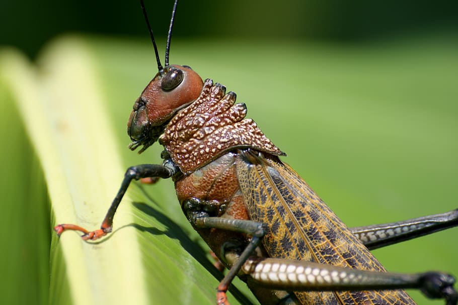 Brown Grasshopper on Green Plant, close-up, insect, macro, animal themes HD wallpaper
