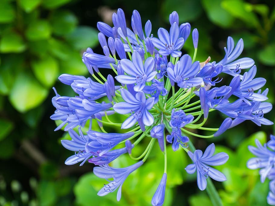flower, blue, bright, blossom, bloom, summer, flowering plant HD wallpaper