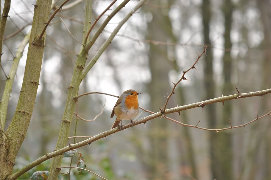 robin, bird, forest, nature, tree, animal, feathers, songbird HD wallpaper