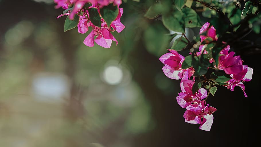 Selective Focus Photography of Pink Bougainvillea Flowers, beautiful HD wallpaper
