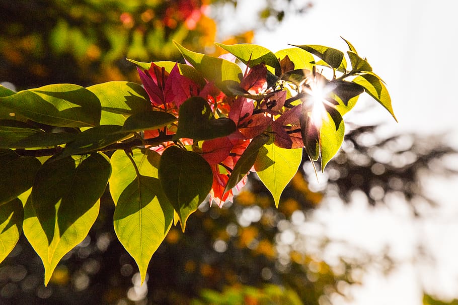 visakhapatnam, vizag, india, flower, patrick hendry, plant, HD wallpaper