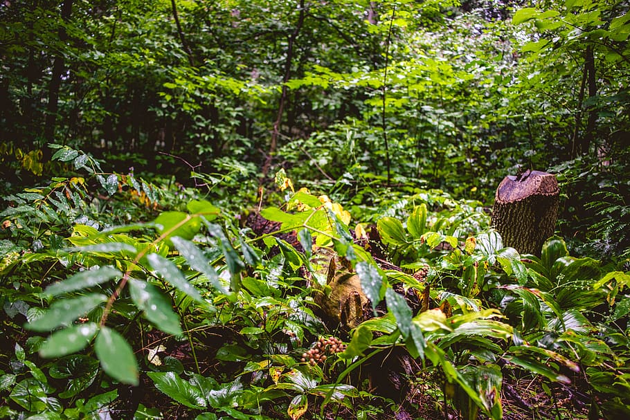 nature, green, forest, tree, plant, growth, green color, leaf HD wallpaper
