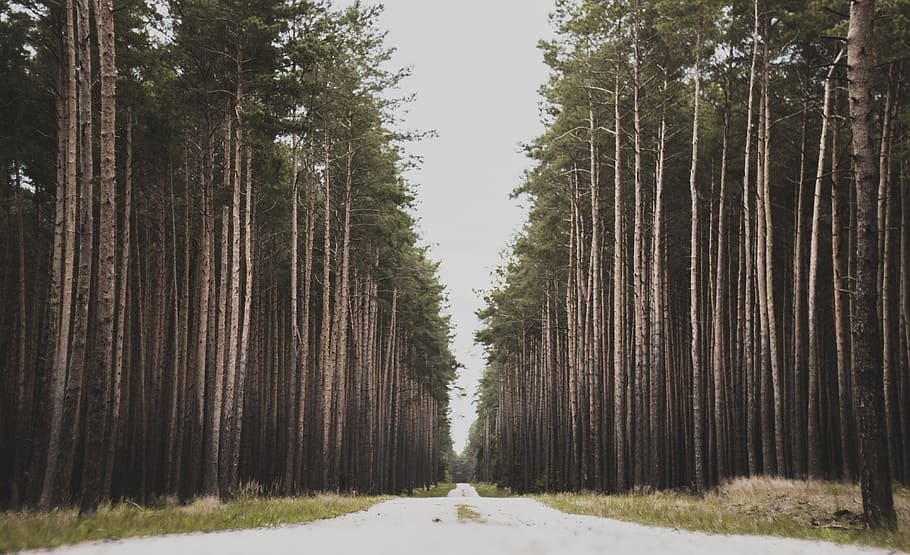 Landscape Photography of Trees, adventure, daylight, environment HD wallpaper