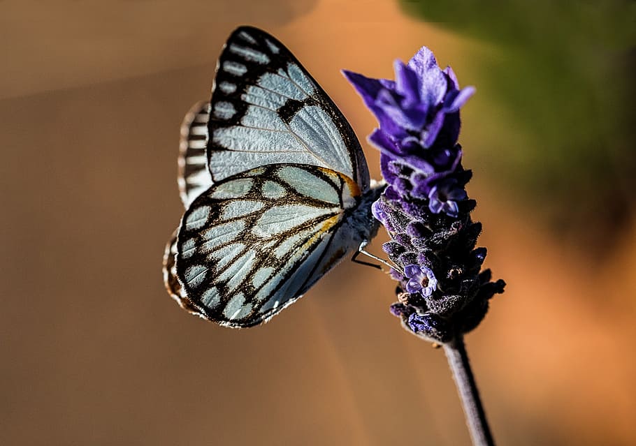 fly, butterfly, insect, nature, flower, wild, butterfly - insect HD wallpaper