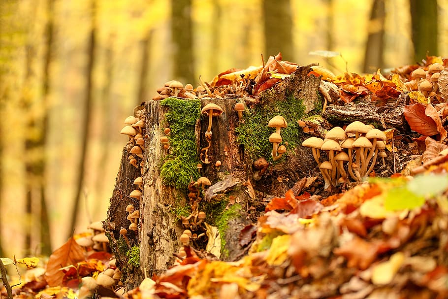 fall, leaf, food, nature, wood, season, outdoors, gold, closeup HD wallpaper