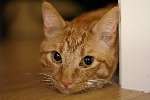 cat, head, gato, cabeza, cat's head, cabeza de gato, rubio HD wallpaper