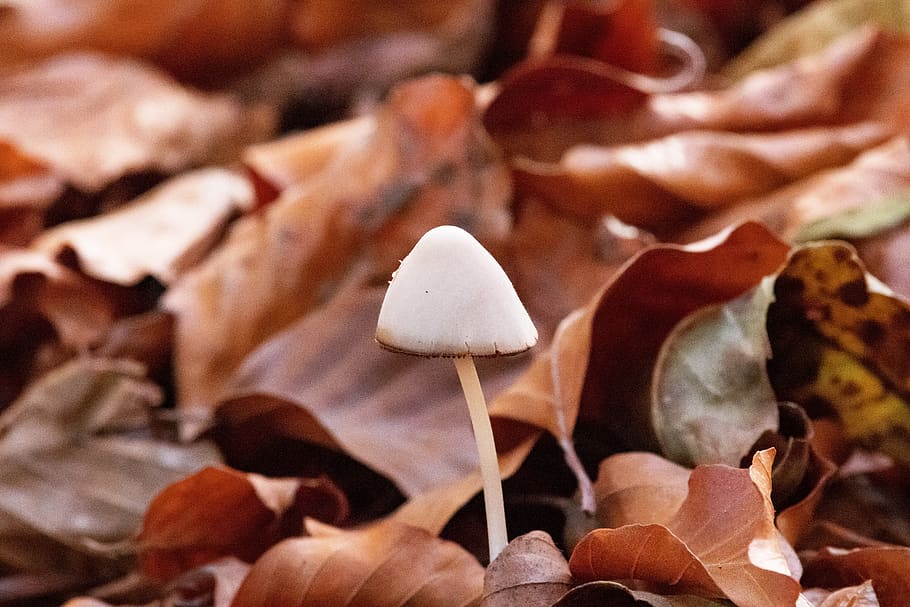 mushroom, forest, nature, leaves, forest mushroom, white, mini mushroom, HD wallpaper