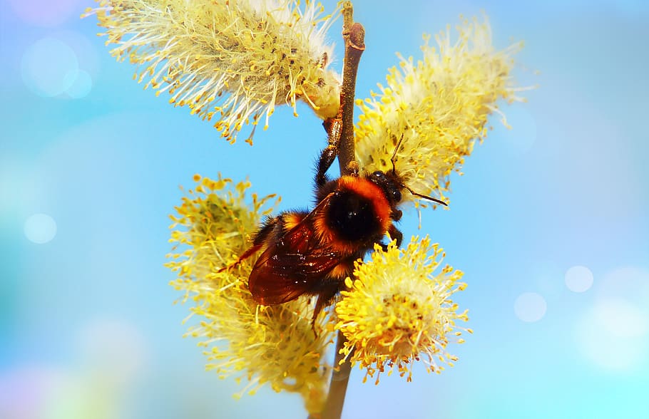 cat, bazia, flower, insect, bumblebee, spring, animals, nature HD wallpaper