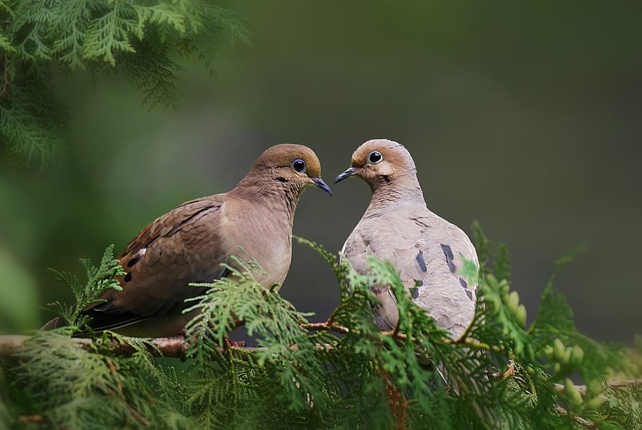 birds, wild, mourning doves, animal themes, vertebrate, animals in the wild HD wallpaper