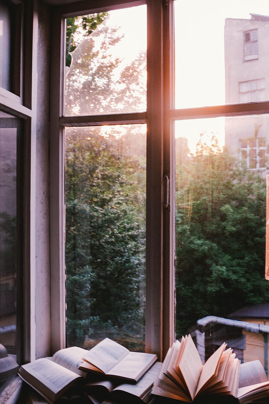 window, glass, shield, books, knowledge, read, tree, plant HD wallpaper