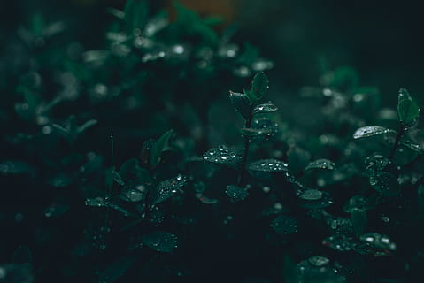 green plants during nighttime, iceland, grey, grass, flora, growth HD wallpaper