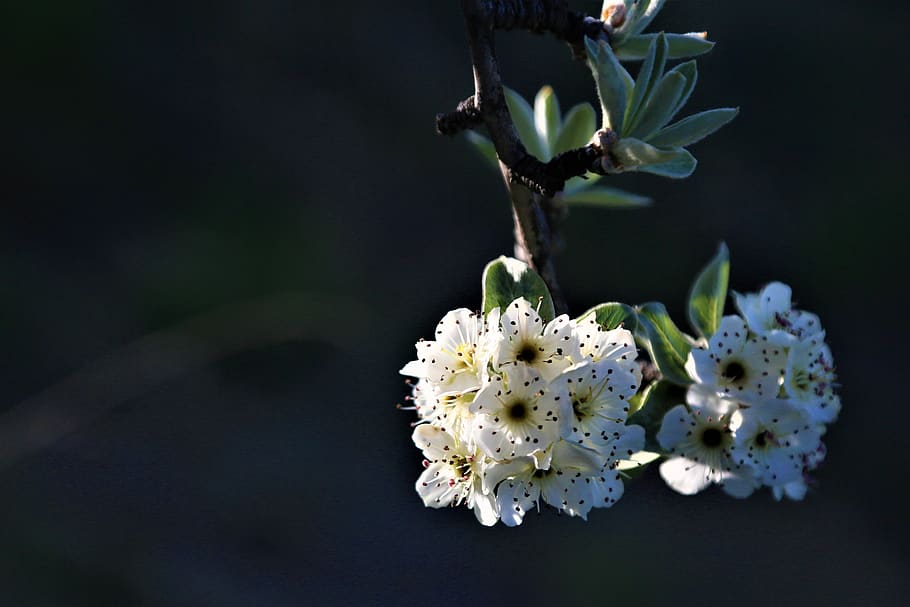 flower, nature, spring, plant, bud, tree, leaves, ahlat, blooming HD wallpaper
