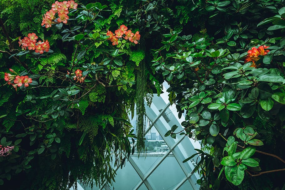 singapore, cloud forest, green, window, gardens by the bay HD wallpaper
