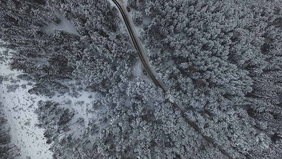 snow, winter, white, cold, weather, ice, trees, plants, nature HD wallpaper