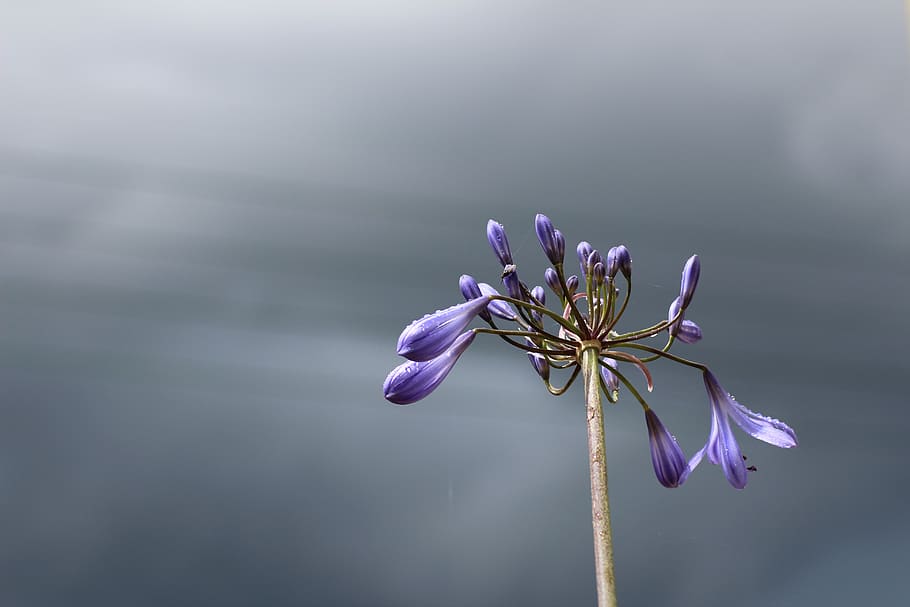 agapanthus, sky, blue, clouds, flower, bloom, flowering plant HD wallpaper