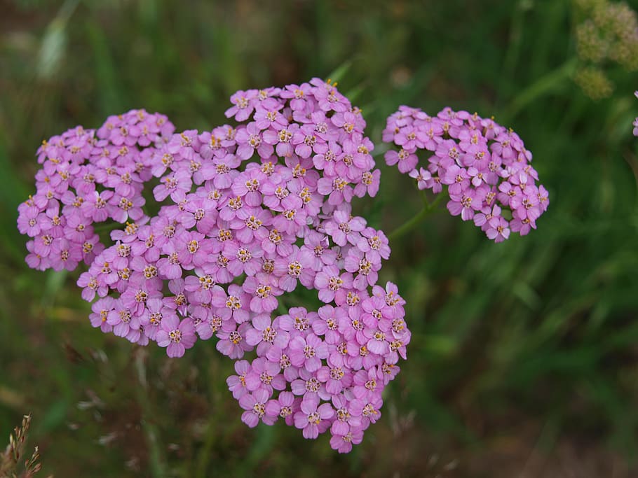 milfoil, herb, plant, flower, flowering plant, fragility, beauty in nature HD wallpaper