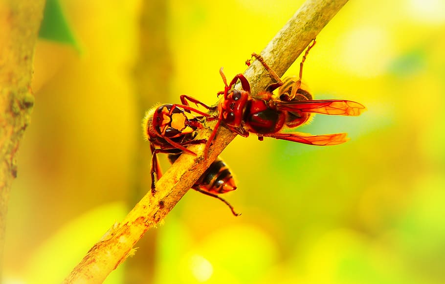european hornet, insects, work, socket, wood, sprig, animals HD wallpaper