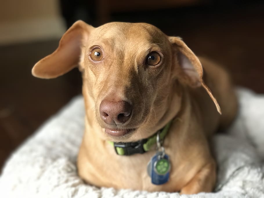 dachshund, dog, brown, canine, domestic, pets, domestic animals HD wallpaper