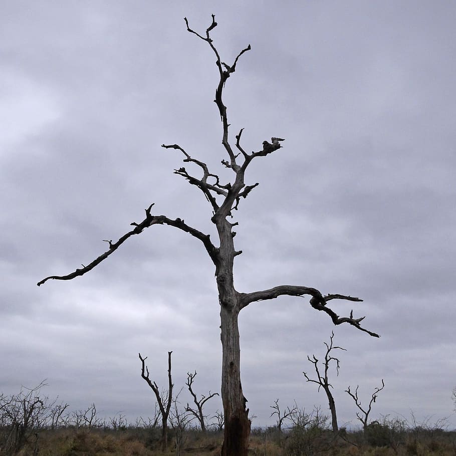 tree, dead, dead plant, silhouette, mystical, landscape, bare tree HD wallpaper