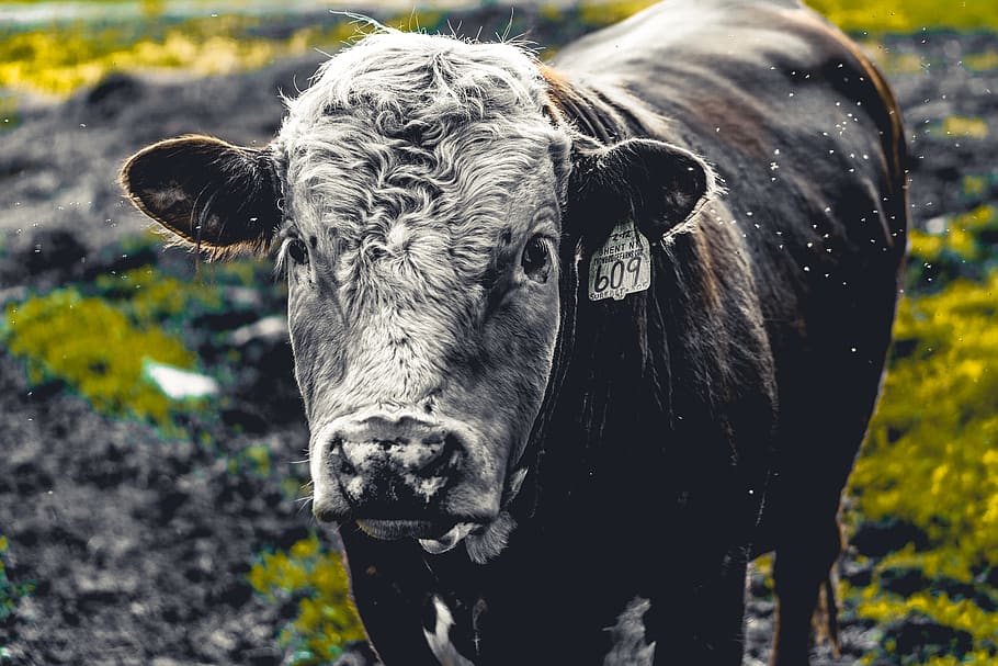black cattle, domestic animals, livestock, mammal, pets, animal themes HD wallpaper