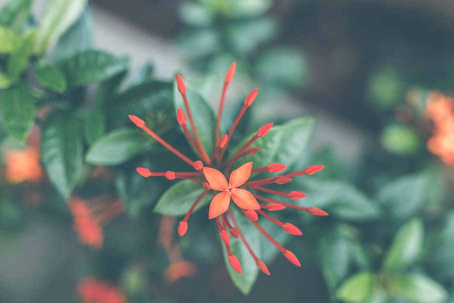 Close-Up Photography of Red Ixora Coccinea, beautiful, bloom, HD wallpaper