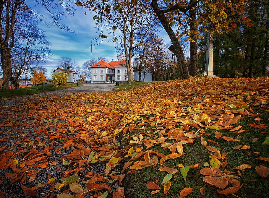 norway, eidsvoll verk, historical, autumn, tree, leaf, plant part HD wallpaper