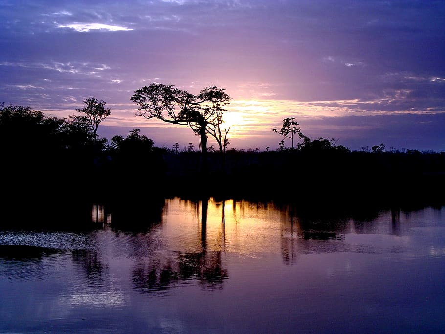 Silhouette of Trees Near Body of Water, backlit, dawn, idyllic HD wallpaper