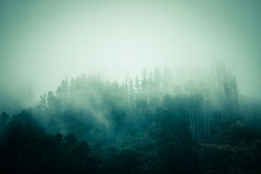 foggy forest, tree, plant, tranquility, scenics - nature, tranquil scene HD wallpaper