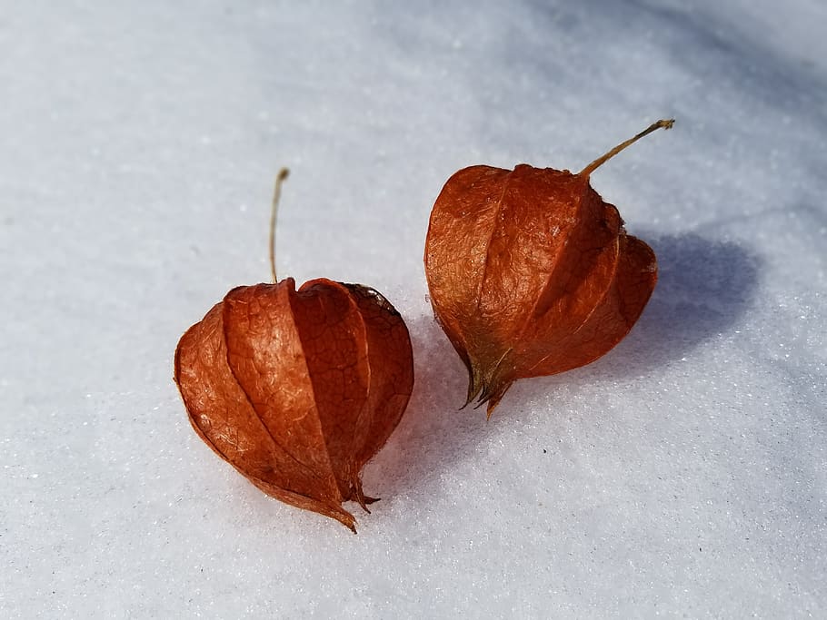 fall, winter, desktop, nature, food, food and drink, close-up HD wallpaper