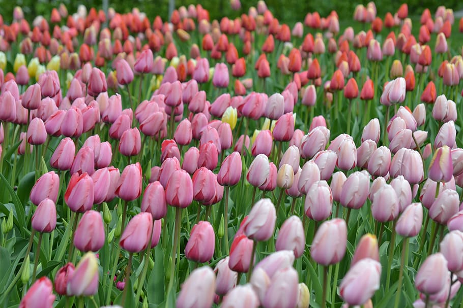 Bed of Tulip Flower, beautiful, bloom, blooming, blossom, bright HD wallpaper